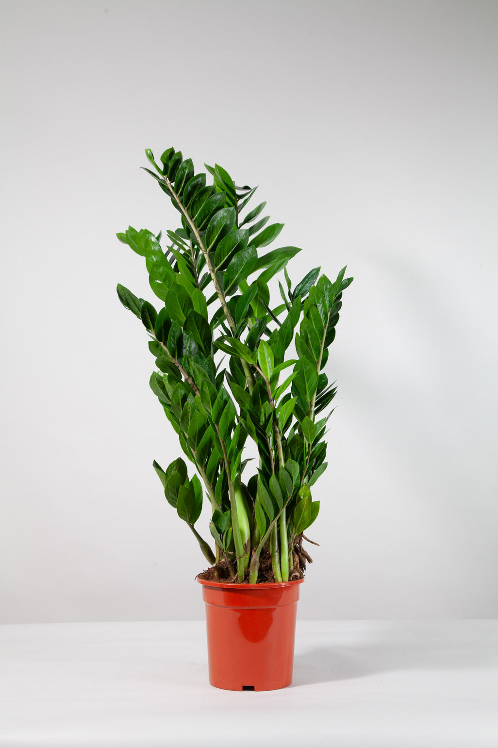 files/IndoorPlants-StudioShots13.11.2023-644.jpg